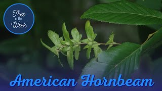 Tree of the Week American Hornbeam [upl. by Diane404]