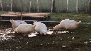 Happy Ducks Dancing in a Puddle [upl. by Sanborn865]