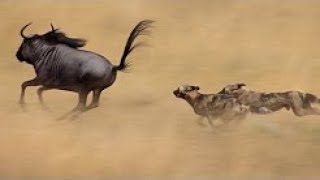 Perros Salvajes de África quotUna increíble Historia Documentales National Geographic WILD [upl. by Nesral557]