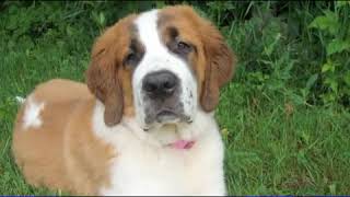 How to Care for a Saint Bernard [upl. by Adoree]