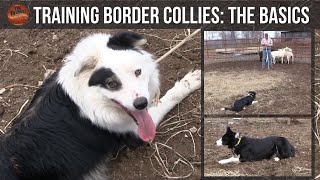 Training Border Collies The Basics [upl. by Oicanata]