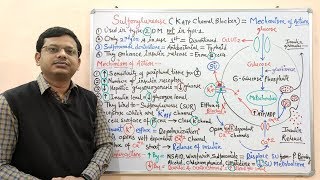 Diabetes Mellitus Part10 Mechanism of Action of Sulfonylurease  Antidiabetic Drugs  Diabetes [upl. by Bettine553]