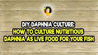 DIY Daphnia Culture How to Culture Nutritious Daphnia as Live Food for Your Fish [upl. by Karlow960]