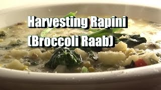 How to Harvest Rapini Broccoli Raab amp Recipe Idea [upl. by Silvana]