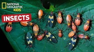 Find Out About Insects  Nat Geo Kids Insects Playlist [upl. by Latsyrd]