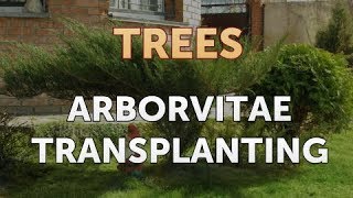 Arborvitae Transplanting [upl. by Berlauda]