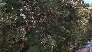 Trimming and pruning Weigela florida Variegata [upl. by Aicertap]