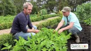 How to Grow Parsnips [upl. by Clabo481]