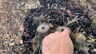 How to remove holly bush and roots [upl. by Ikeda]