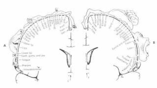 Difference Between Aphasia and Apraxia [upl. by Los]