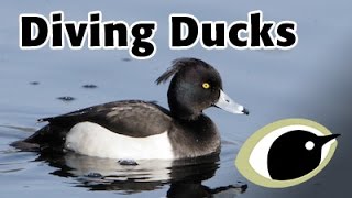 BTO Bird ID  Diving Ducks [upl. by Pevzner510]