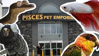 WORLDS LARGEST PET STORE TOUR PISCES PET EMPORIUM [upl. by Brocklin761]