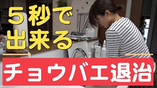 簡単！チョウバエ退治 5秒でチョウバエを駆除できるチョウバエバスターの使い方を詳しくご紹介 [upl. by Scharff739]