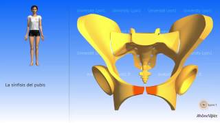 La pelvis simplificada el hueso coxal simplificado [upl. by Ihc]