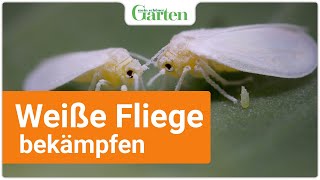 Weiße Fliege bekämpfen HausmittelTipp vom Profi [upl. by Sibilla]