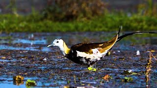 Bird Watching  Pheasant Tailed Jacana [upl. by Rosalynd439]