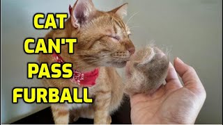 How Can I Help My Cat Pass A Hairball [upl. by Kuster327]