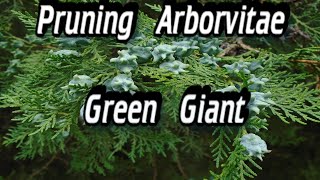 Pruning Arborvitae  Pruning Arborvitae Green Giant [upl. by Norac]