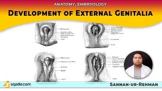 Female Fetus  Its a Girl  Ultrasound  Case 67 [upl. by Olaznog]