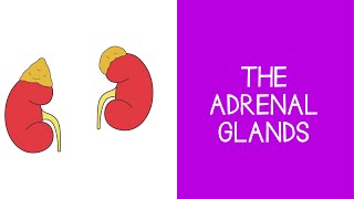 55 Endocrine The Adrenal Glands [upl. by Rod]