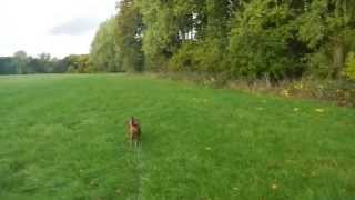 Epileptischer Anfall beim Gassigehen  Epileptic seizure during a dog walk [upl. by Assadah526]