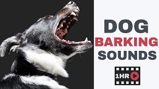 Dog Barking Sounds  One Hour Dog Barking Sound Effects [upl. by Elokkin80]