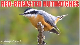 Redbreasted Nuthatches Male and Female [upl. by Arammahs723]