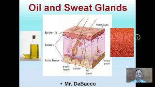 Oil and Sweat Glands [upl. by Par]