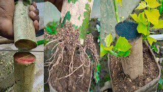 How To Grow Gamari Tree From Cutting Of Branches  Gamari Wood 🪵 [upl. by Standice592]