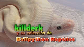 Piton Bola  Ballpython Reptiles [upl. by Arleta338]