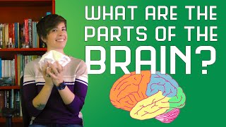 What are the Parts of the Brain [upl. by Brader]