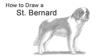 How to Draw a Dog St Bernard [upl. by Coleville]