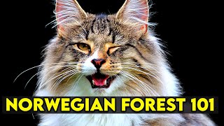 Norwegian Forest Cat 101  Learn EVERYTHING About Them [upl. by Beghtol]