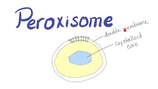 Peroxisome  What’s the function [upl. by Eadwina]