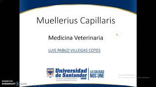 Muellerius  Parasitologia Veterinaria [upl. by Tipton924]