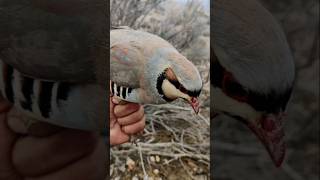 Fly Like a PRO Mastering Partridge Chakor in Mountains Freely Living Partridge wildlife birds [upl. by Mcilroy]