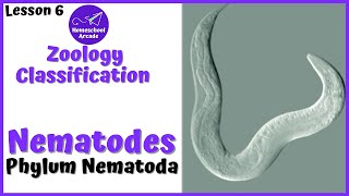 What are Nematodes  Phylum Nematoda [upl. by Westhead]