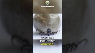 Effective Tick Removal Techniques in Los Angeles [upl. by Cohlette]