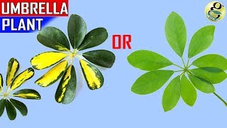 UMBRELLA TREE SCHEFFLERA PLANT CARE TIPS AND PROPAGATION [upl. by Rauscher825]