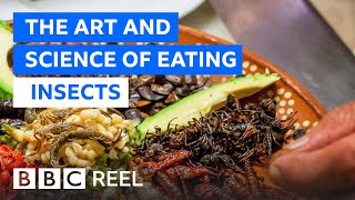 Should we all be eating insects  BBC REEL [upl. by Aivatnuhs]