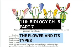 Class 11 BiologyCh5 Part7The FlowerStudy with Farru [upl. by Einniw]