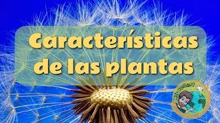 Clasificación de las plantas [upl. by Gnoht545]