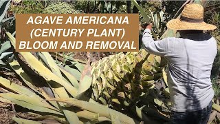 Agave americana Century Plant Bloom and Removal [upl. by Leibrag]