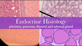 Endocrine histology [upl. by Dusza]