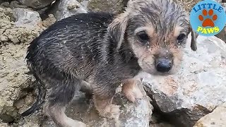 Heartbreaking Video Rescue Abandoned Homeless Puppies [upl. by Etiuqal]