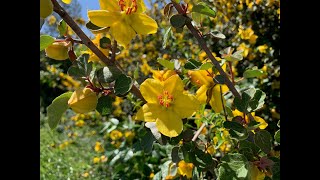 Fremontodendron californicum flannelbush [upl. by Isabelle821]