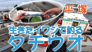 平塚 生きたイワシで釣る タチウオ [upl. by Harold]