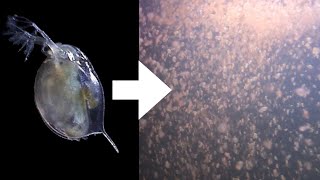 How I Culture Daphnia [upl. by Fielding]