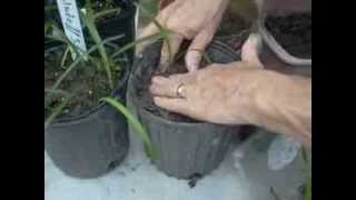 Transplanting Amaryllis Seedlings [upl. by Isiah]