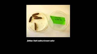 MSU OPM How to Rear Nematodes for Biocontrol [upl. by Paddie]